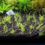 植栽から35日目（植栽しなおし）　ウォーターローン